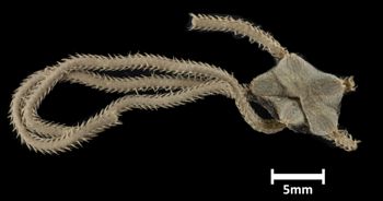 Media type: image;   Invertebrate Zoology OPH-3164 Description: Top of brittle star with a view of the disc.;  Aspect: dorsal